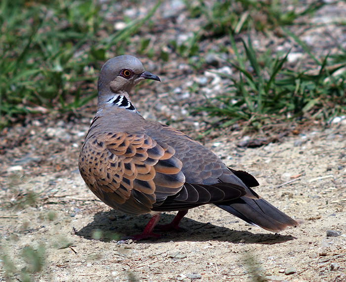 Streptopelia turtur